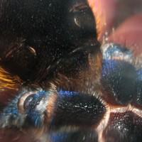 Can you sex this GBB believed to be female?