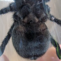 This is a male, right?  - G.pulchra