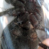 This is a female, right? -G. pulchra