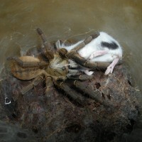 Haplopelma schmidti