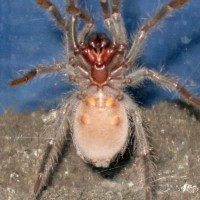 Lasiodora Parahybana male or female?