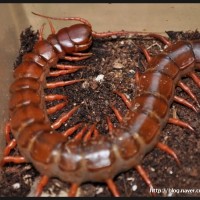 Scolopendra subspinipes de haani "China"