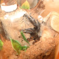 p. irminia about 3"