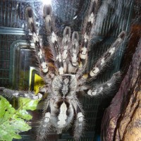 P. ornata or P. regalis