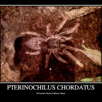 P.chordatus