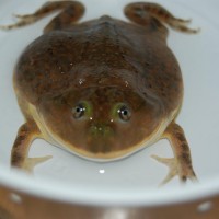Budgett's frog