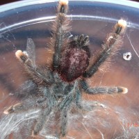 Avicularia sp. ?