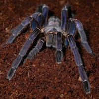 Haplopelma longipes