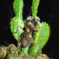 Brachypelma smithi