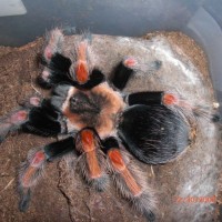 Brachypelma Baumgarteni