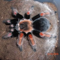 Rare Brachypelma Baumgarteni