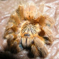 Sick OBT Juvie - Death Curl