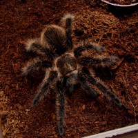 B.albopilosum