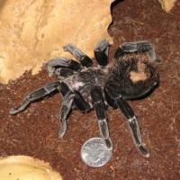 Xenesthis immanis - Colombian Lesserblack
