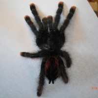 Avicularia sp.