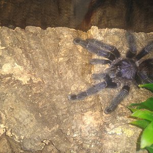 Avicularia Purpurea