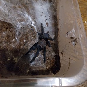 Chilobrachys dyscolus black