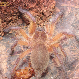 Harpactira-Pulchripes26.jpg