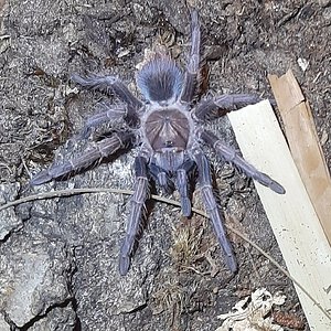 phormictopus sp. bayahibe