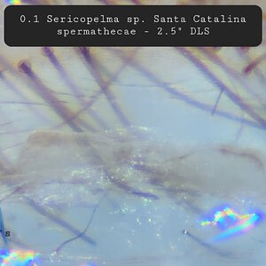 0.1 Sericopelma sp. Santa Catalina - 2.5" DLS
