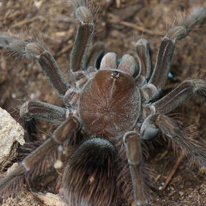 Pamphobeteus sp magnanegra