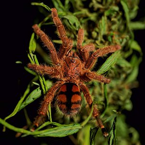 Avicularia minatrix