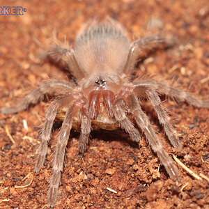 Acanthoscurria-geniculata7.jpg