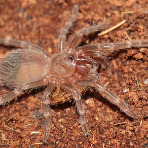 Acanthoscurria-geniculata8.jpg