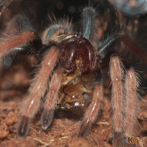 Chromatopelma-cyaneopubescens7.jpg