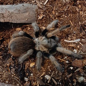 Barbie (Aphonopelma chalcodes)