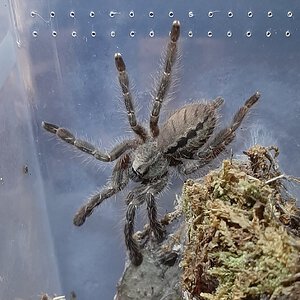 Poecilotheria vittata