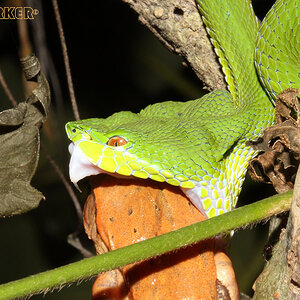 Trimeresurus-stejnegeri2.jpg