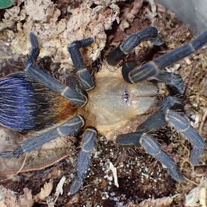 1.0 Pseudhapalopus sp. Colombia - 2.375" DLS