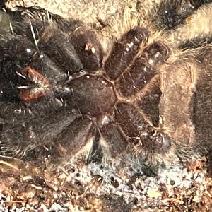 P. Regalis