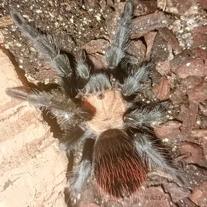 Albiceps post-moult