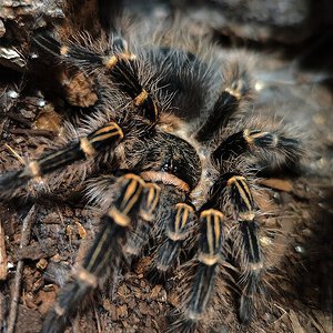 Grammostola pulchripes 0.1