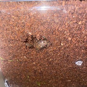 My Ceratogyrus marshalli’s booty through the bottom of his enclosure