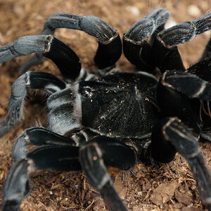 Pamphobeteus antinous