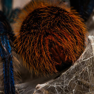 Chromatopelma cyaneopubescens