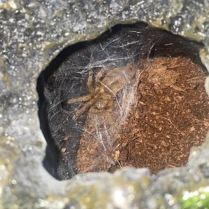 OBT as snug as a bug (pun entirely intended)