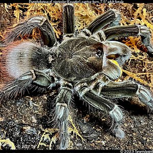 Pamphobeteus_cf_nigricolor_Ecuador(f)7.5in_AD1.jpeg