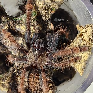 0.0.1 Phormingochilus sp. Sabah red - 2" DLS