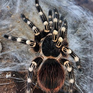A geniculata freshly molted