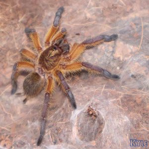 Harpactira-Pulchripes27.jpg