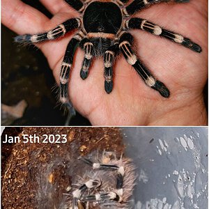 A geniculata growth rate