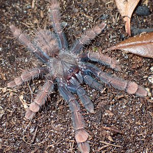 0.0.1 Phormingochilus sp. Sabah red, 2.25" DLS