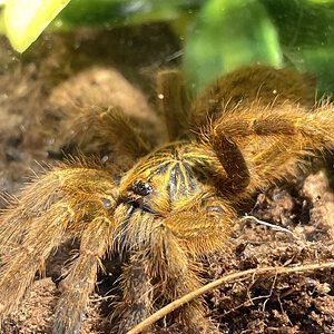 My adorable ~1.75-2” DLS P. murinus sling, Luigi