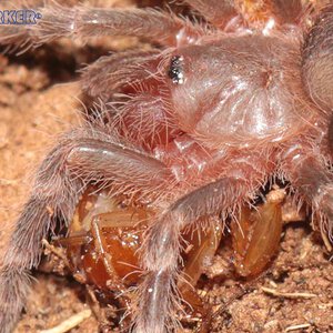 Acanthoscurria-geniculata12.jpg