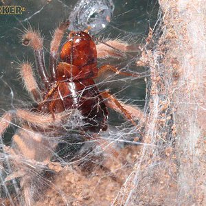 Chromatopelma-cyaneopubescens9.jpg