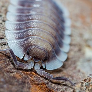 Porcellio werneri